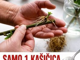 SAMO 1 kašičica na litar vode, pa čak i suhi štap će se ukorijeniti: Stari vrtlarski TRIK!