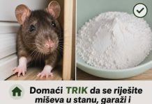 Domaći TRIK da se riješite miševa u stanu, garaži i podrumu: Samo ga stavite na zemlju i sutradan miševa više nema!
