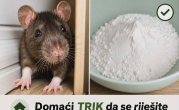 Domaći TRIK da se riješite miševa u stanu, garaži i podrumu: Samo ga stavite na zemlju i sutradan miševa više nema!
