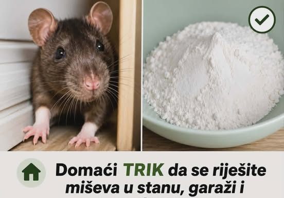 Domaći TRIK da se riješite miševa u stanu, garaži i podrumu: Samo ga stavite na zemlju i sutradan miševa više nema!
