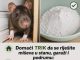 Domaći TRIK da se riješite miševa u stanu, garaži i podrumu: Samo ga stavite na zemlju i sutradan miševa više nema!
