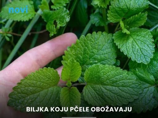 Ovu biljku pčele obožavaju, a komarci izbjegavaju: Idealna je za svako dvorište
