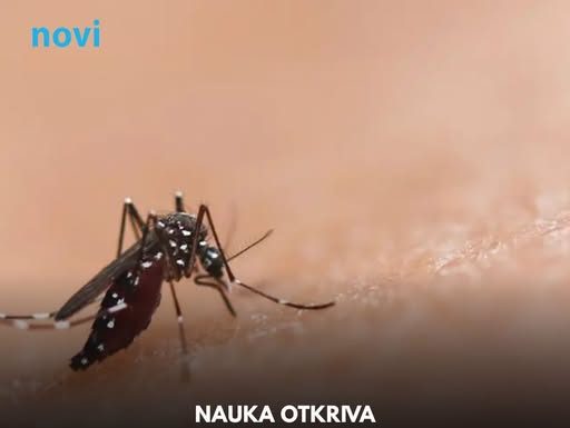 Zašto komarci grizu baš vas, a ne osobu pored: Nauka otkrila 27 okidača na koži