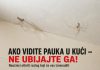 AKO VIDITE PAUKA U KUĆI — NE UBIJAJTE GA! Naučnici otkrili razlog koji će vas iznenaditi