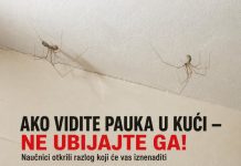 AKO VIDITE PAUKA U KUĆI — NE UBIJAJTE GA! Naučnici otkrili razlog koji će vas iznenaditi