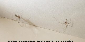 AKO VIDITE PAUKA U KUĆI — NE UBIJAJTE GA! Naučnici otkrili razlog koji će vas iznenaditi