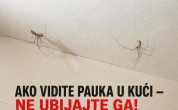 AKO VIDITE PAUKA U KUĆI — NE UBIJAJTE GA! Naučnici otkrili razlog koji će vas iznenaditi
