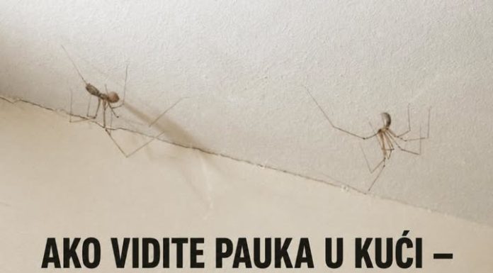 AKO VIDITE PAUKA U KUĆI — NE UBIJAJTE GA! Naučnici otkrili razlog koji će vas iznenaditi
