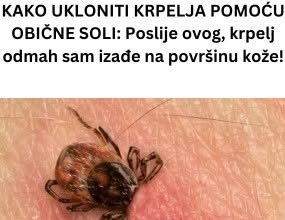 KAKO UKLONITI KRPELJA POMOĆU OBIČNE SOLI: Poslije ovog, krpelj odmah sam izađe na površinu kože!