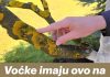 Voćke imaju ovo na svojim granama? EVO šta treba uraditi!