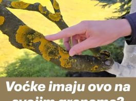 Voćke imaju ovo na svojim granama? EVO šta treba uraditi!