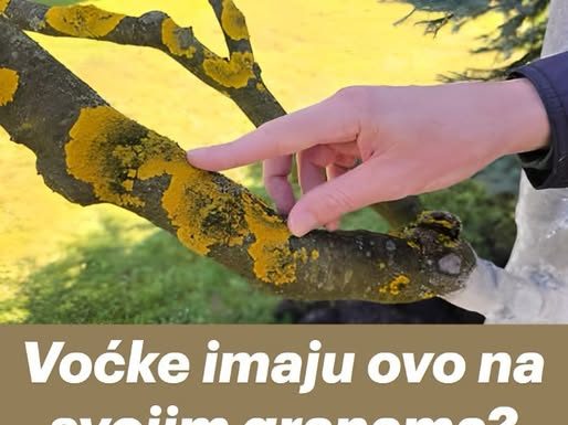 Voćke imaju ovo na svojim granama? EVO šta treba uraditi!