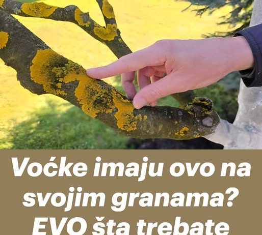 Voćke imaju ovo na svojim granama? EVO šta treba uraditi!