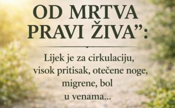 MOĆNA TRAVA IVA – “OD MRTVOG PRAVI ŽIVA”