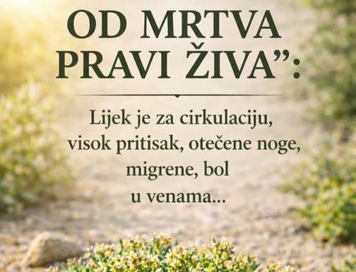 MOĆNA TRAVA IVA – “OD MRTVOG PRAVI ŽIVA”