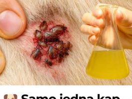 Samo jedna kap – i buhe, krpelji i grinje nestaju! Najjače prirodno rješenje