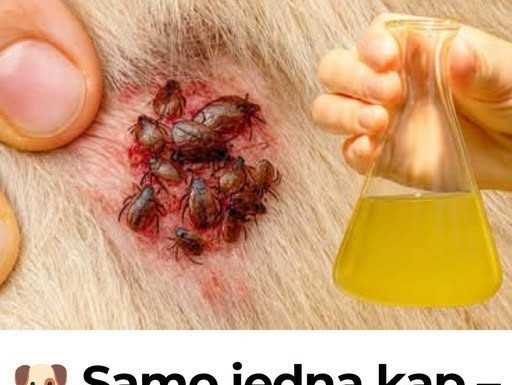 Samo jedna kap – i buhe, krpelji i grinje nestaju! Najjače prirodno rješenje