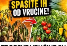 TROPSKE VRUĆINE SU STIGLE! 4 OBAVEZNA KORAKA da ODMAH spasite paradajz i paprike!