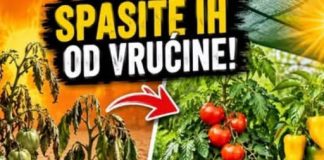 TROPSKE VRUĆINE SU STIGLE! 4 OBAVEZNA KORAKA da ODMAH spasite paradajz i paprike!