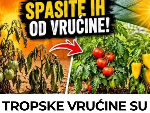 TROPSKE VRUĆINE SU STIGLE! 4 OBAVEZNA KORAKA da ODMAH spasite paradajz i paprike!