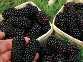 OVO VOĆE SMO SVI JELI KAO MALI, A SKORO NIKO NE ZNA KAKO SE ZOVE: Jača bubrege, čisti jetru, POBOLJŠAVA krvnu sliku!