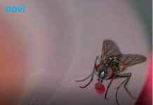 Stavite koru ovog voća na prozor i u kući više nećete vidjeti nijednu muhu