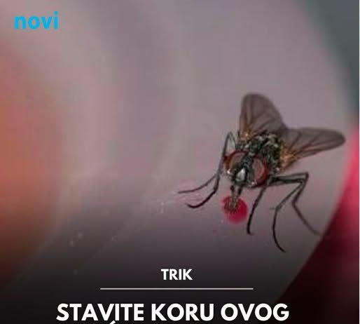 Stavite koru ovog voća na prozor i u kući više nećete vidjeti nijednu muhu