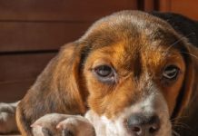 10 razloga zašto je vaš pas tužan: Ova rasa je napodložnija depresiji i često pate više od ljudi