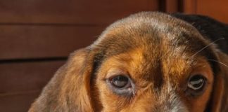 10 razloga zašto je vaš pas tužan: Ova rasa je napodložnija depresiji i često pate više od ljudi