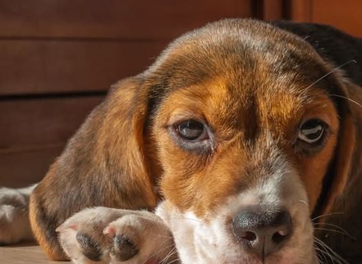 10 razloga zašto je vaš pas tužan: Ova rasa je napodložnija depresiji i često pate više od ljudi