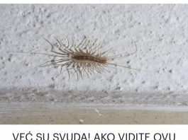 AKO VIDITE OVU BUBU NA ZIDU, NI SLUČAJNO JE NE UBIJAJTE: Kad ovo pročitate, biće vam jasno i zašto!