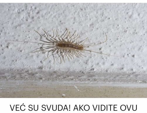 AKO VIDITE OVU BUBU NA ZIDU, NI SLUČAJNO JE NE UBIJAJTE: Kad ovo pročitate, biće vam jasno i zašto!