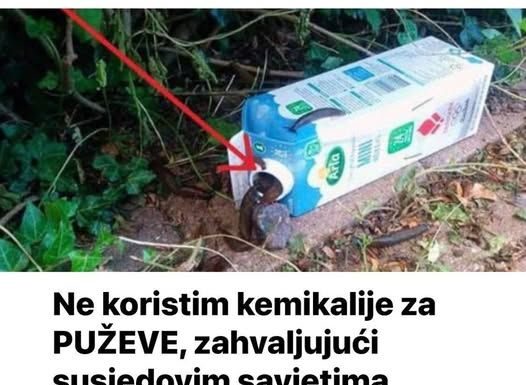 Ne koristim kemikalije za PUŽEVE, zahvaljujući susjedovim savjetima imam čist cijeli vrt