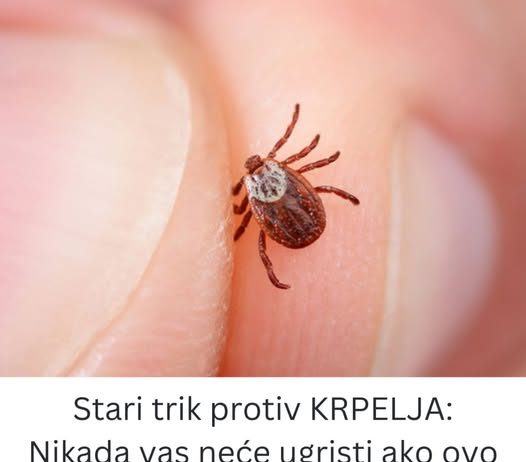 Stari trik protiv KRPELJA: Nikada vas neće ugristi ako ovo učinite!
