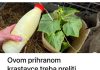 Ovom prihranom krastavce treba preliti samo JEDNOM: Listovi ne žute, a urod je izuzetno bogat!