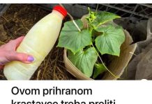 Ovom prihranom krastavce treba preliti samo JEDNOM: Listovi ne žute, a urod je izuzetno bogat!