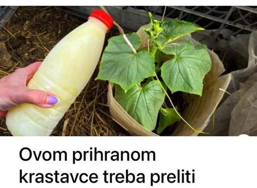 Ovom prihranom krastavce treba preliti samo JEDNOM: Listovi ne žute, a urod je izuzetno bogat!