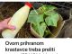 Ovom prihranom krastavce treba preliti samo JEDNOM: Listovi ne žute, a urod je izuzetno bogat!