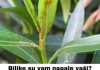 Biljke su vam napale vaši? Donosimo recept od tri sastojka koji će ih eliminisati