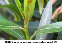 Biljke su vam napale vaši? Donosimo recept od tri sastojka koji će ih eliminisati