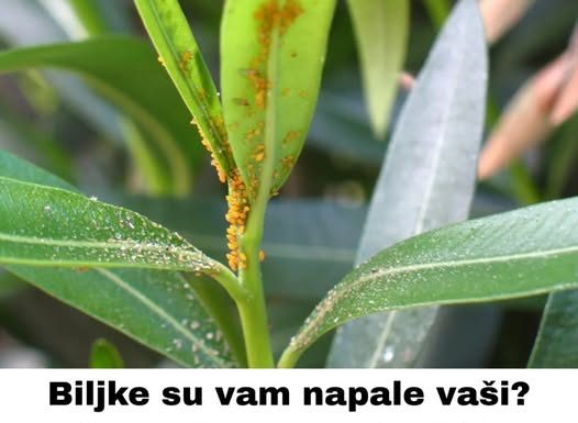 Biljke su vam napale vaši? Donosimo recept od tri sastojka koji će ih eliminisati