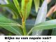 Biljke su vam napale vaši? Donosimo recept od tri sastojka koji će ih eliminisati