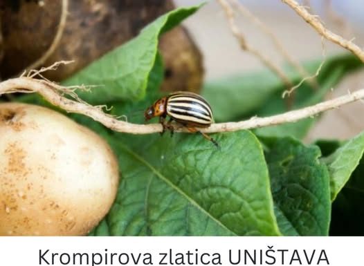 Krompirova zlatica UNIŠTAVA paradajz, krompir i patlidžan: OVO je JEDINI način kako da je ZAUVIJEK UNIŠTITE!