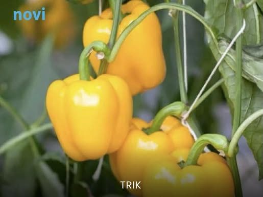 Đubrivo za paprike koje 9 od 10 baštovana zaboravlja: A ono ih čini mesnatijim i sočnijim