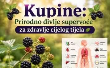 Kupine: Prirodno divlje supervoće za svakodnevno blagostanje