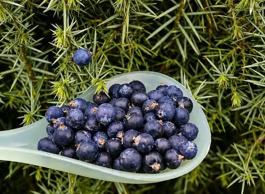 PRIPREMA I NAČIN PRIMJENE SOKA OD SMREKE: Prirodni je lijek za šećernu bolest…