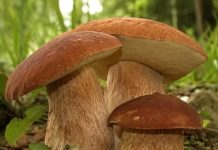 ČUDOTVORNA GLJIVA: VRGANJ KAO LIJEK, SVE O VRGANJU