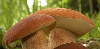 ČUDOTVORNA GLJIVA: VRGANJ KAO LIJEK, SVE O VRGANJU