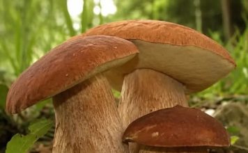 ČUDOTVORNA GLJIVA: VRGANJ KAO LIJEK, SVE O VRGANJU
