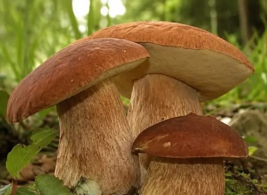 ČUDOTVORNA GLJIVA: VRGANJ KAO LIJEK, SVE O VRGANJU
